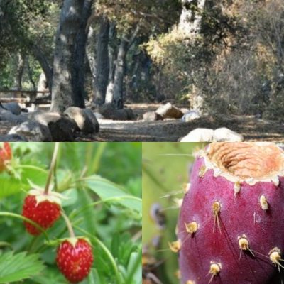 Enjoy a Native Plant Food Tasting on This Hahamongna Watershed Park Hike