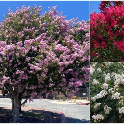 Tree of the Month | Crape Myrtle, or the Lagerstroemia Indica Deciduous Tree is a Member of the Lythraceae Family