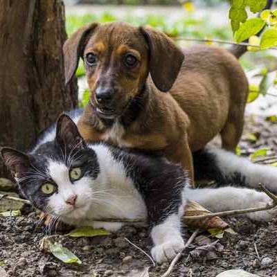 They’re Waiting For You! Find Your Newest Best Friend at Pasadena Humane’s No Adoption Fee “Clear The Shelters” Event Saturday