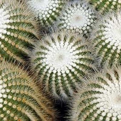 Popular Succulent Plants Symposium Returns to Huntington Library Over Labor Day Weekend