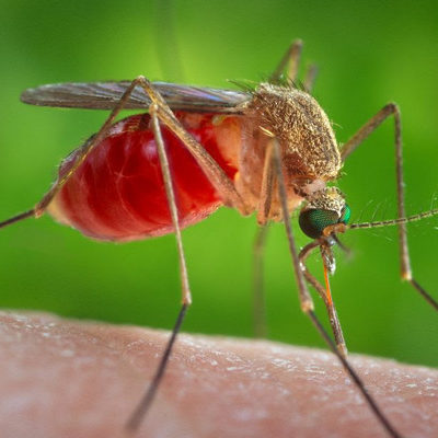 Health: Beware Mosquitoes, Still a Threat Even During Fall