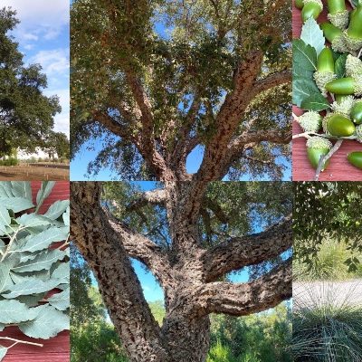 Pasadena Tree of the Month | Quercus Suber – The Cork Oak
