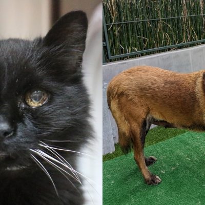 Pets of the Week at Pasadena Humane