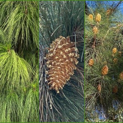 Tree of the Month|The Canary Island Pine