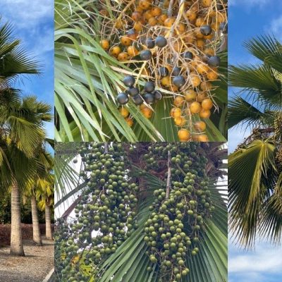 Pasadena Tree of The Month | Brahea Edulis: ‘Guadalupe Palm’