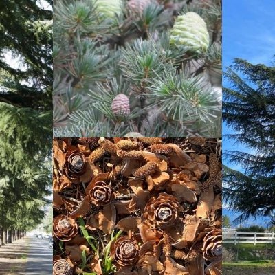 Pasadena Tree of the Month: Cedrus Deodara