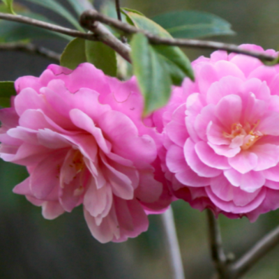Camellia Collection Tours Ongoing Now at Descanso Gardens