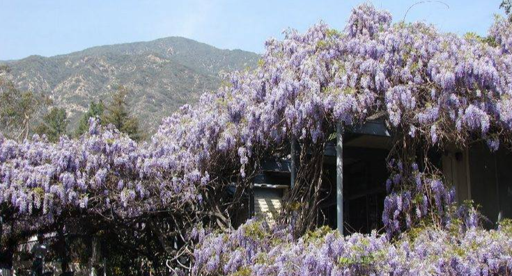 Purple Reign: Discover the World’s Largest Blossoming Plant at the Wistaria Festival Sunday