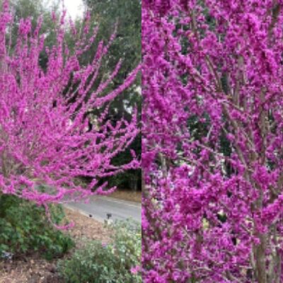 Pasadena Tree of the Month |Cercis Canadensis – ‘Forest Pansy’ Eastern Redbud