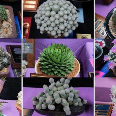 Last Day for the Super Bowl of Cacti: The 37th Annual Inter-City Cactus & Succulent Show & Sale