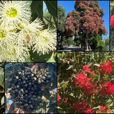 Pasadena Tree of the Month | Corymbia Ficifolia, or Red Flowering Gum