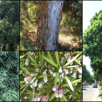 Pasadena Tree of the Month | Afrocarpus Falcatus, or African Fern Pine