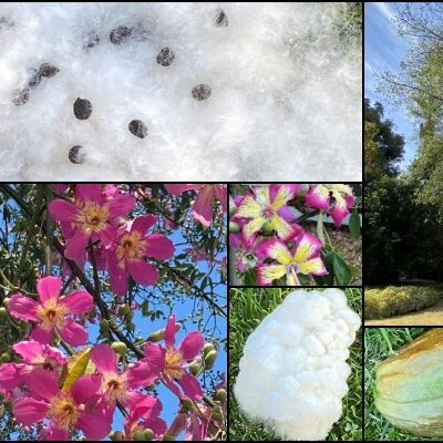 Pasadena Tree of the Month | Ceiba Speciosa or Floss Silk Tree