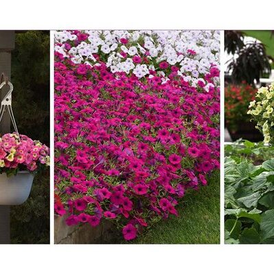 How to Keep Your Garden On-Trend With Petunias this Spring