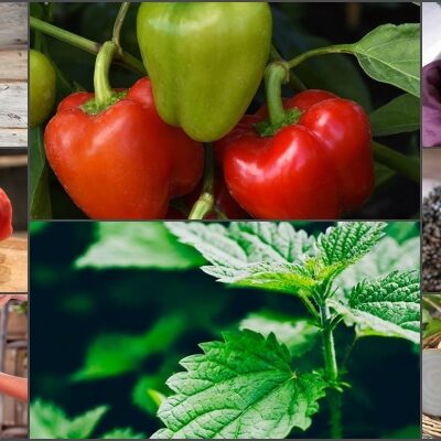 Spice Up Your Life!: 8 Easy-to-Grow Unusual Vegetables