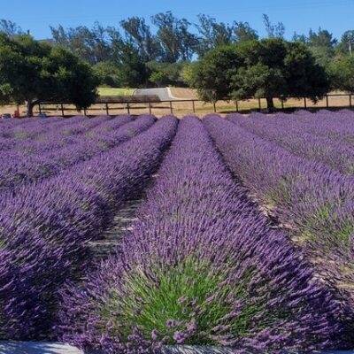 Pasadena Travels: Salute Summer At Santa Rita Hills Lavender Farm In Lompoc