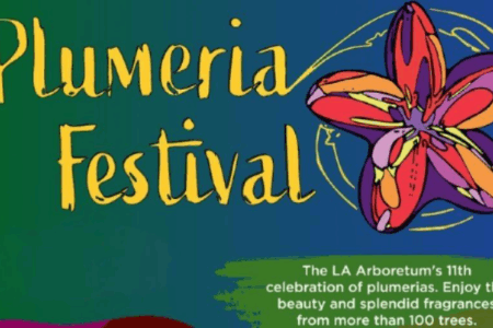 Scented Blooms Stir Memories at the Plumeria Festival