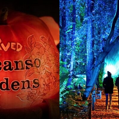Descanso Gardens Brings Holiday Magic with Seasonal Light Experiences