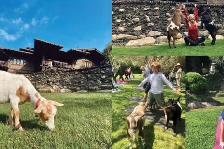 Goats Take Over Historic Pasadena Mansion for Unlikely Yoga Sessions