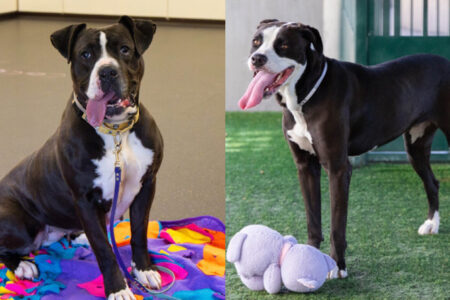 Pets of the Week at Pasadena Humane