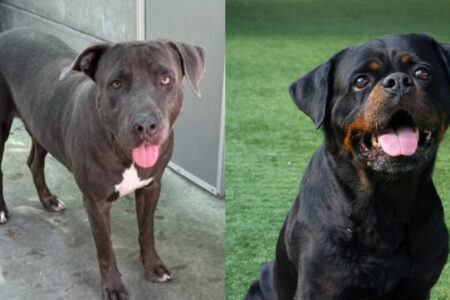 Pets of the Week at Pasadena Humane