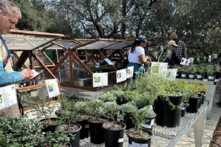 Following the Eaton Fire, a Century-Old Pasadena Nursery Readies Native Plants for Restoration